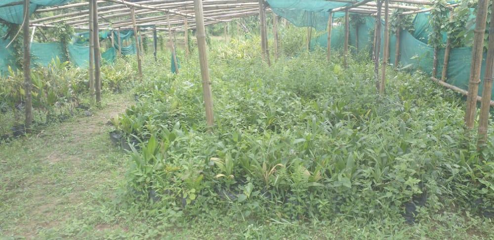 I:\Medical Leave Gordon\VILLAGE REPORT PICTURES\JIRANG BLOCK\Belaheri\13.upgradation of Nursery\WhatsApp Image 2023-02-03 at 12.26.10.jpeg